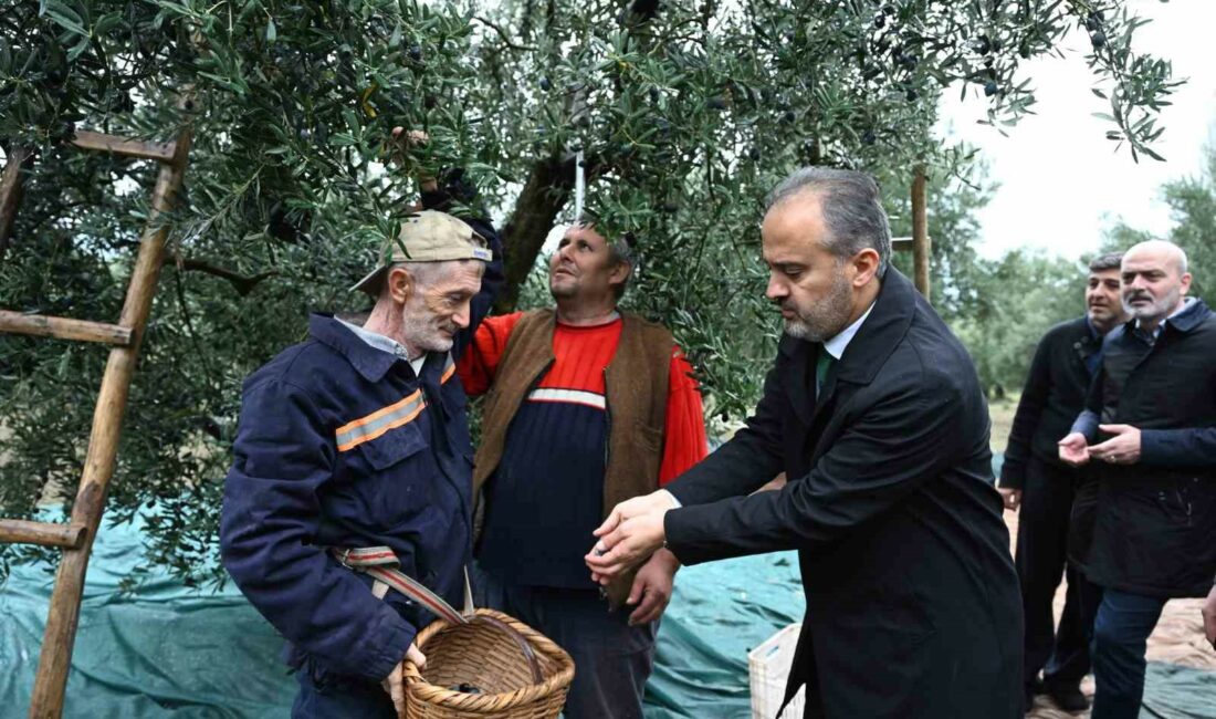 Bursa zeytininde hasat vakti Bursa’nın marka tarım ürünlerinden olan zeytinde hasat bereketi, Büyükşehir Belediyesi