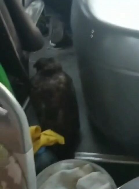 Dolmuşta yırtıcı kuşla yolculuk yaptılar BURSA'NIN İNEGÖL İLÇESİNDE AKHİSAR MAHALLE SEFERİNİ YAPAN ÖZEL HALK OTOBÜSÜNDE