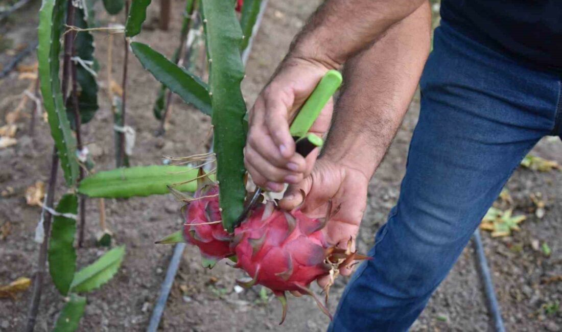 Egzotik dünyanın lezzeti ejder meyvesi Mustafakemalpaşa’da EGZOTİK TADI, RENGİ VE GÖRÜNTÜSÜ İLE SON DÖNEMİN POPÜLER ÜRÜNÜ