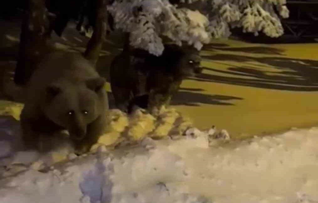 Korku dolu anlar kamerada, sinirlenen ayı böyle saldırdı ULUDAĞ’A ÇIKAN VATANDAŞLAR GÖRDÜKLERİ AYI AİLESİNİ İZLEMEK İÇİN ARAÇLARIYLA DURDU