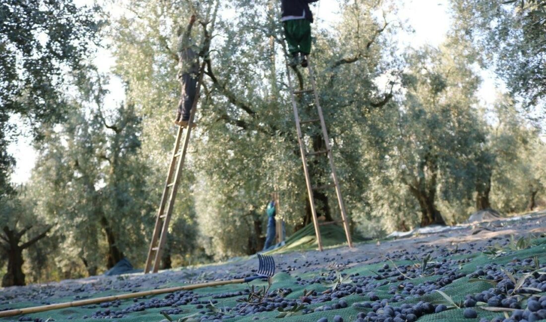 Marmarabirlik’ten 522 milyon TL’lik ödeme ÜRÜN ALIMLARINA 24 EKİM TARİHİNDE BAŞLAYAN MARMARABİRLİK, ORTAKLARA İKİNCİ DİLİM