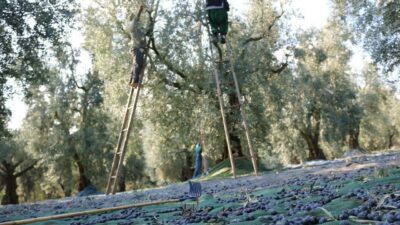 ÜRÜN ALIMLARINA 24 EKİM TARİHİNDE BAŞLAYAN MARMARABİRLİK, ORTAKLARA İKİNCİ DİLİM