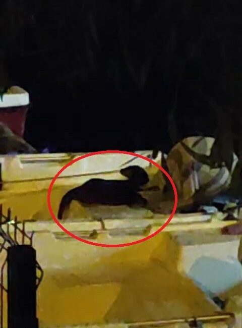 Nesli tükenmekte olan su samuru Bursa’nın Gemlik ilçesinde görüntülendi.