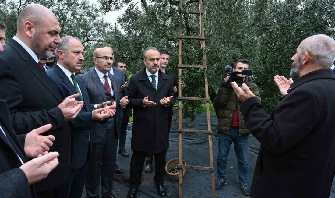 Orhangazi’de de zeytin hasadı başladı BURSA BÜYÜKŞEHİR BELEDİYESİ’NİN DESTEKLERİYLE, ORHANGAZİ KAYMAKAMLIĞI VE ORHANGAZİ BELEDİYESİ TARAFINDAN