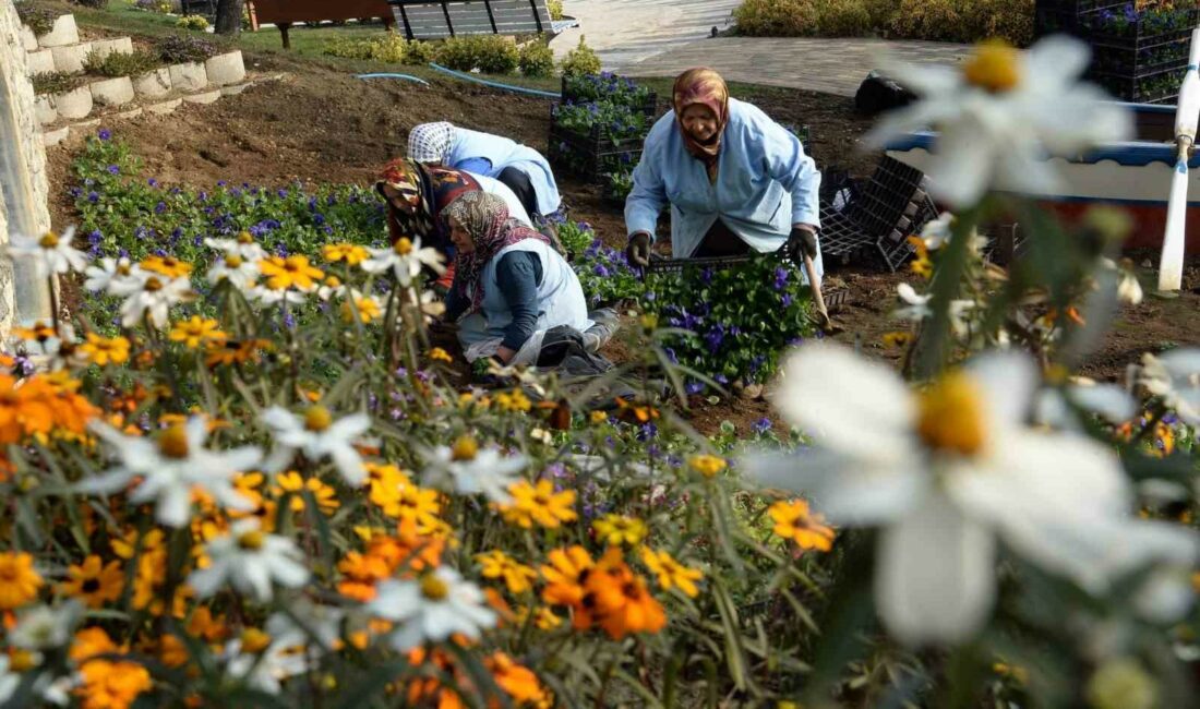Osmangazi Belediyesi ilçeyi çiçek bahçesine çeviriyor OSMANGAZİ BELEDİYESİ 400 BİN ÇİÇEĞİ TOPRAKLA BULUŞTURARAK İLÇEYİ SONBAHAR VE