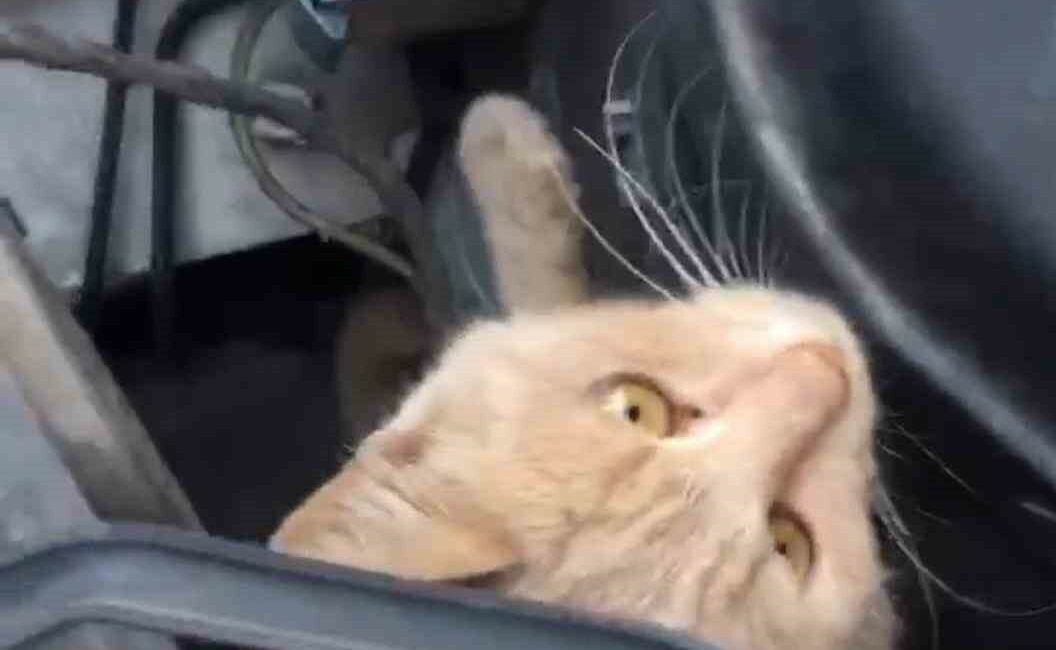Seyir halindeki aracın kaputundan kedi çıktı BURSA’DA ARACIN MOTOR KISMINA GİREN KEDİYİ OTOMOBİL SÜRÜCÜSÜ FARK ETTİ.