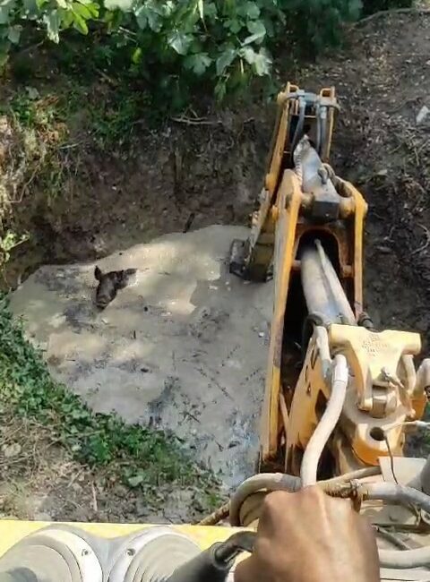 Bursa’da sulama havuzuna düşen domuzlar kurtarıldı Bursa’nın Mudanya ilçesinde tarım amaçlı kullanılan sulama havuzuna dülen 3