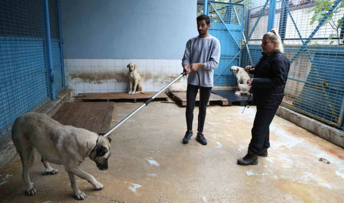 Sürü halinde dolaşan sokak köpeklerinden korunma tüyoları NİLÜFER BELEDİYESİ VETERİNER İŞLER MÜDÜRLÜĞÜ PERSONELİNE SOKAK HAYVANLARINA ‘İNSANCIL YAKLAŞIM