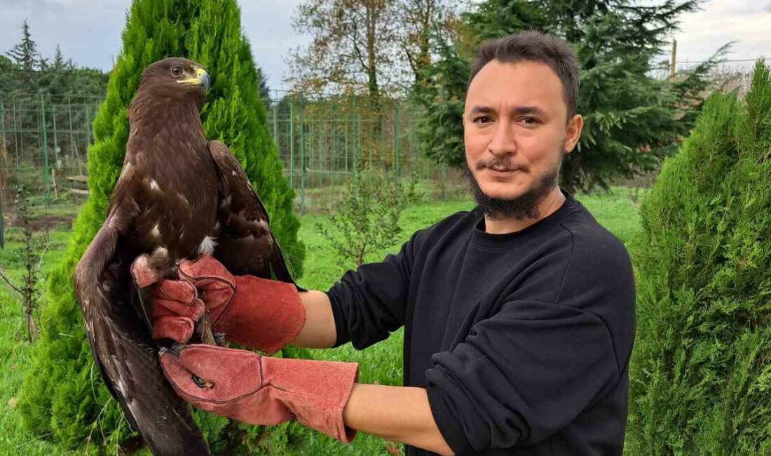 Bursa’da yaralı kartal özgürlüğüne kavuştu Bursa’da yaralı olarak bulunan küçük orman kartalı tedavisinin ardından doğaya