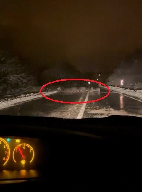 Yiyecek bulamayan domuz sürüsü yola indi BURSA’NIN DAĞ İLÇELERİNDEN KELES’TE DOMUZ SÜRÜSÜ YİYECEK ARAMAK İÇİN YOLA