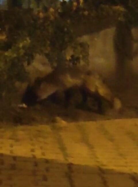 BURSA’DA ORMANLIK ALANDAN ŞEHİR MERKEZİNE YEMEK ARAMAK İÇİN İNEN TİLKİ