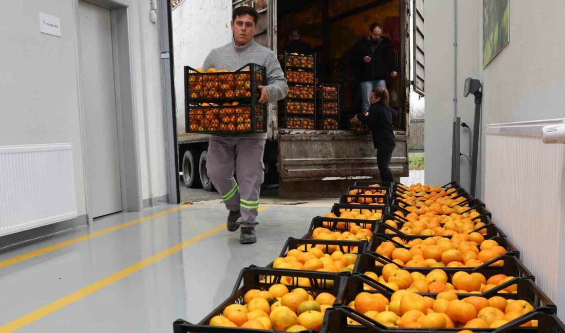 Hatay’ın mandalinasına Nilüfer desteği DEPREM FELAKETİNİN DOĞURDUĞU OLUMSUZ KOŞULLAR HATAYLI ÜRETİCİNİN MANDALİNASININ DALLARDA KALMASINA