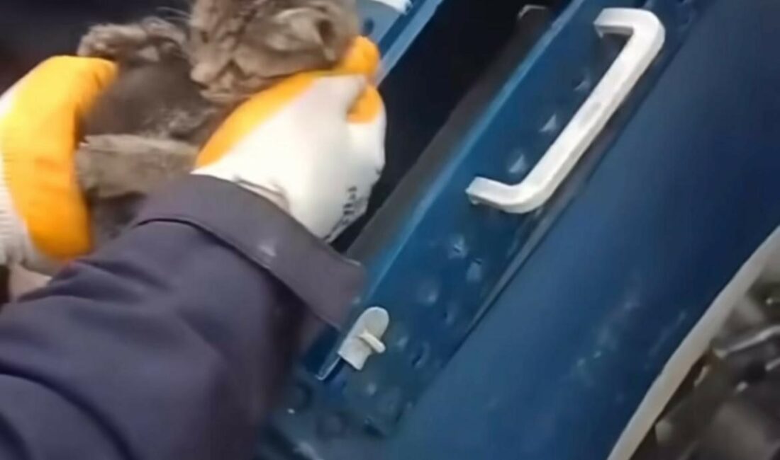 Kaputa giren kediyi itfaiye ekipleri kurtardı BURSA’DA BİR ARACIN KAPUTUNA SIKIŞAN YAVRU KEDİYİ İTFAİYE EKİPLERİ KURTARDI.