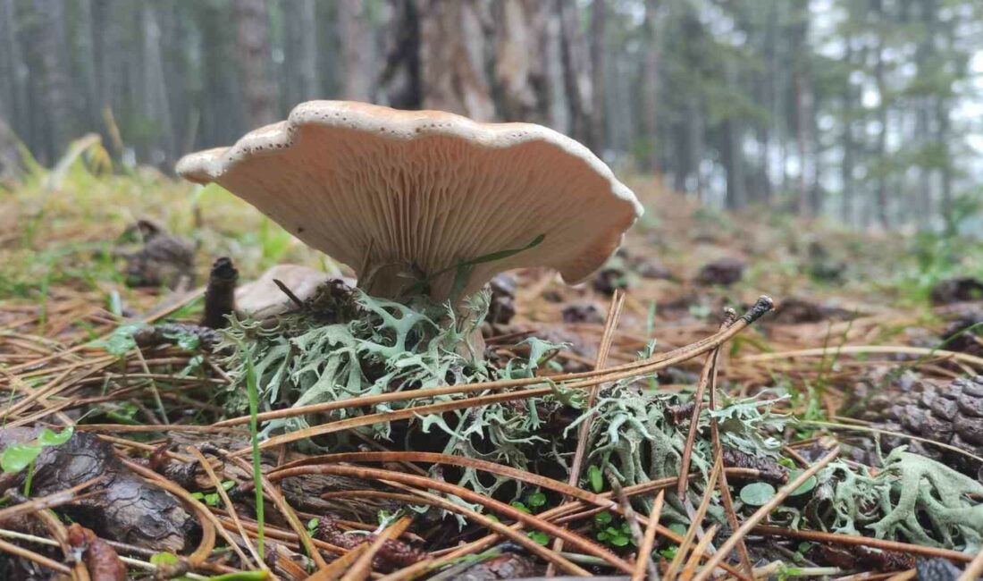 Mantar zehirlenmesinin sonuçları organ yetmezliğine kadar gidebilir BURSA YÜKSEK İHTİSAS EĞİTİM VE ARAŞTIRMA HASTANESİ’NDE GÖREVLİ ACİL TIP