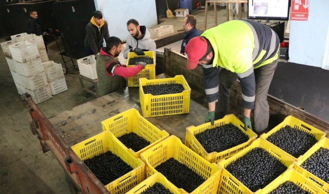 2023/2024 İŞ YILI ÜRÜN ALIM KAMPANYASI DEVAM EDEN MARMARABİRLİK’TE ORTAKLARA