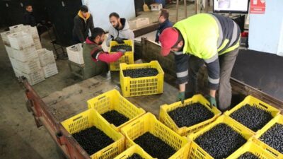 2023/2024 İŞ YILI ÜRÜN ALIM KAMPANYASI DEVAM EDEN MARMARABİRLİK’TE ORTAKLARA