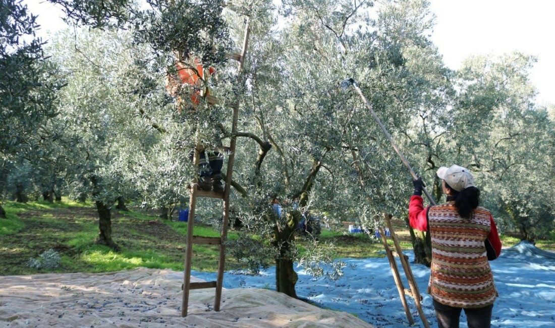 2023/2024 ÜRÜN ALIM KAMPANYASI DEVAM EDEN VE ÜRÜN BEDELLERİNİ 15