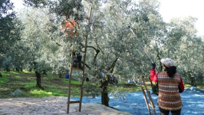 2023/2024 ÜRÜN ALIM KAMPANYASI DEVAM EDEN VE ÜRÜN BEDELLERİNİ 15