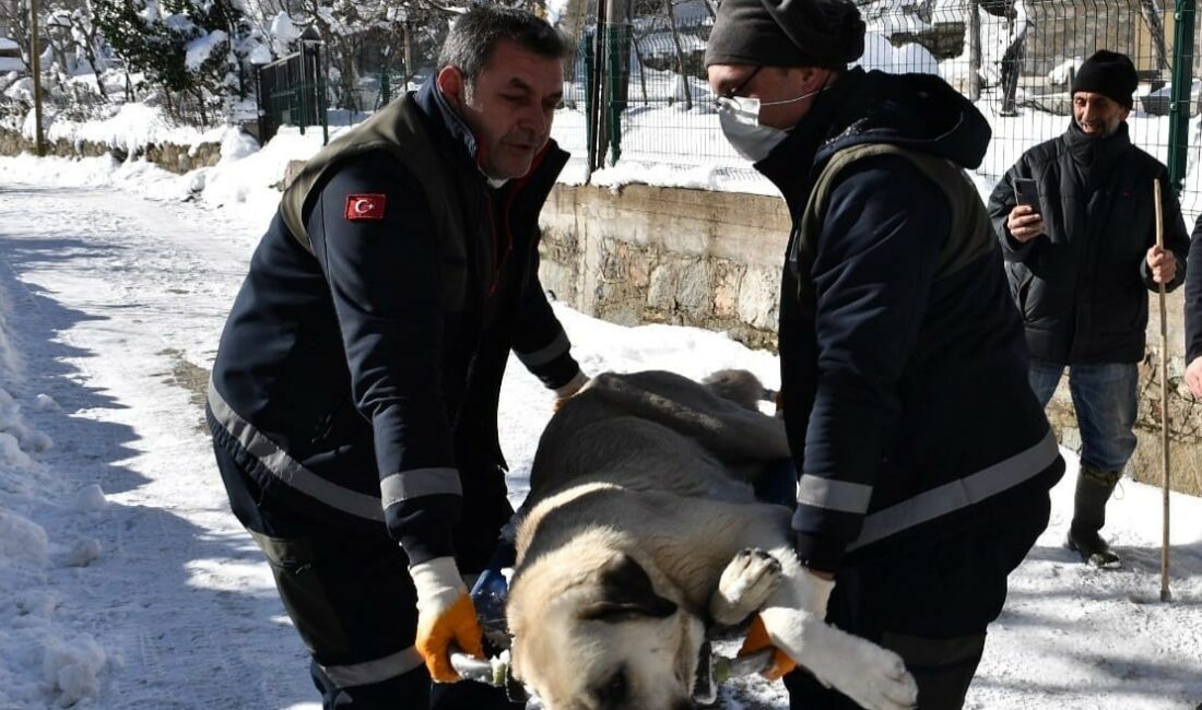 Osmangazi’de başıboş köpekler mercek altında OSMANGAZİ BELEDİYESİ, SON DÖNEMDE FARKLI ŞEHİRLERDE YAŞANAN BAŞIBOŞ SOKAK HAYVANI