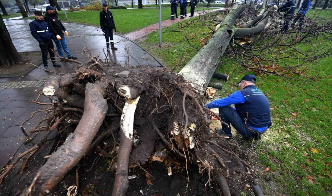 Şiddetli lodosta yıkılan ağaçların yerine yenileri dikiliyor BURSA’DA GEÇTİĞİMİZ HAFTA ETKİLİ OLAN VE SAATTEKİ HIZI 100 KİLOMETREYİ