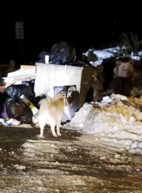 Uludağ’ın ‘Uyuyamayan’ ayı ailesi kendilerini rahatsız eden köpeğe saldırdı KÖPEĞE SALDIRAN AYI AİLESİ