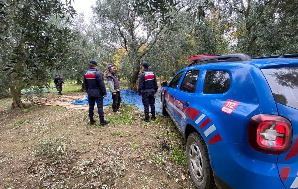 İZNİK İLÇE JANDARMA KOMUTANLIĞI, HASADI YAPILAN ZEYTİNLİKLERDE HIRSIZLIĞA KARŞI KUŞ