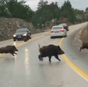 Bursa’da karayolunda domuz sürüsü görüntülendi Bursa'nın Keles ilçesinde, karayolunda domuz sürüsü görüntülendi.