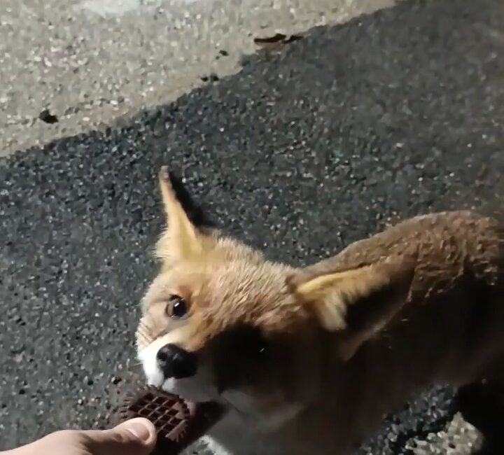 BURSA'DA AÇ KALAN TİLKİYİ ELLERİYLE BESLEDİ