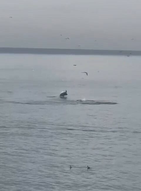 Bursa’da yunus balıklarından şov BURSA'DA YUNUS BALIKLARINDAN ŞOV