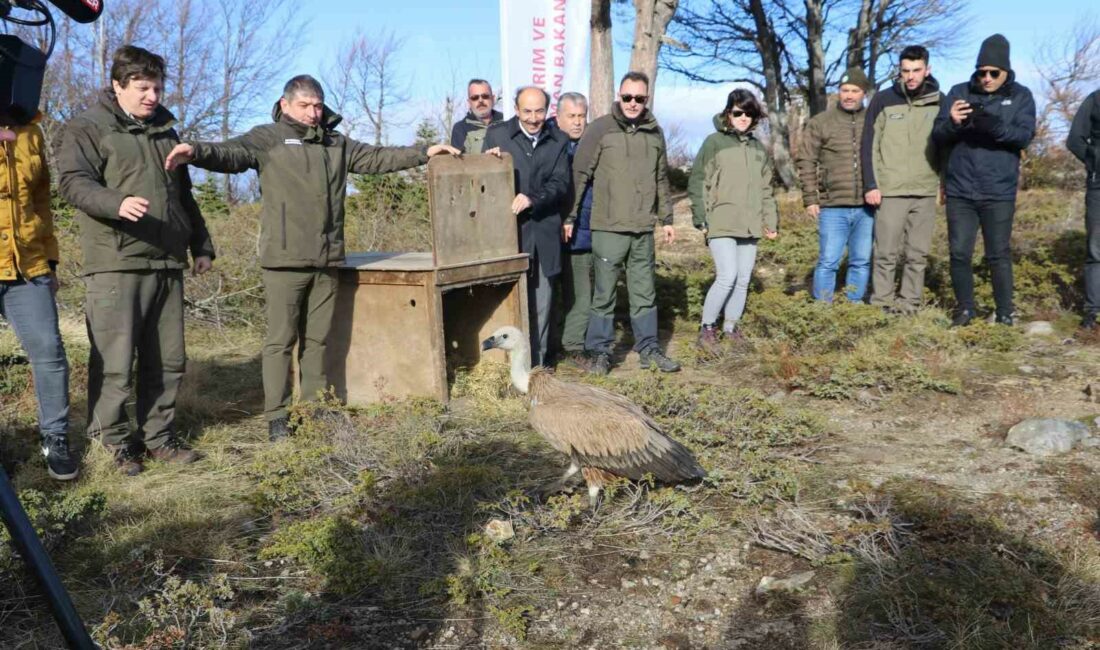 Göç yolculuğu yarım kalan Kızıl Akbaba Uludağ’ın zirvesinden doğaya salındı YORGUN DÜŞTÜĞÜ İÇİN GÖÇ YOLCULUĞUNA BURSA'DA ARA VERMEK ZORUNDA KALAN