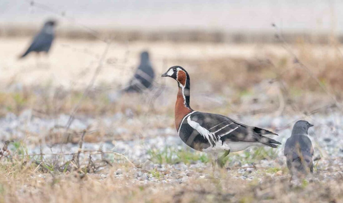 İznik Gölü’nde Sibirya kazı fotoğraflandı İZNİK GÖLÜ’NDE SİBİRYA KAZI FOTOĞRAFLANDI.