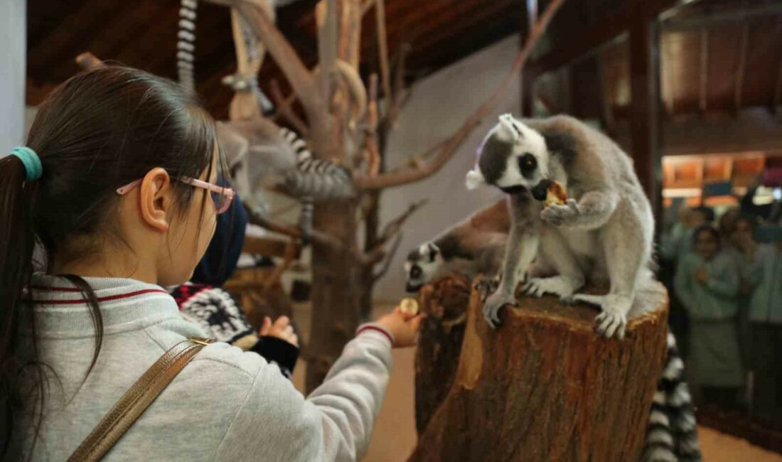 Karne hediyesi; Hayvanat Bahçesi BURSA BÜYÜKŞEHİR BELEDİYESİ, 2023-2024 EĞİTİM DÖNEMİNİN İLK YARISINI TAMAMLAYIP, SÖMESTR