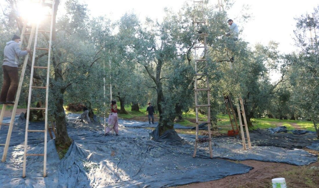 Marmarabirlik’ten 36 milyon TL’lik ödeme 2023/2024 İŞ YILI ÜRÜN ALIM KAMPANYASININ SONUNA YAKLAŞAN MARMARABİRLİK, 5