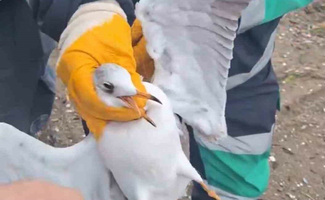 BURSA’NIN GEMLİK İLÇESİNDE MİSİNAYA DOLANAN MARTININ YARDIMINA EKİPLER YETİŞTİ. MİSİNAYI