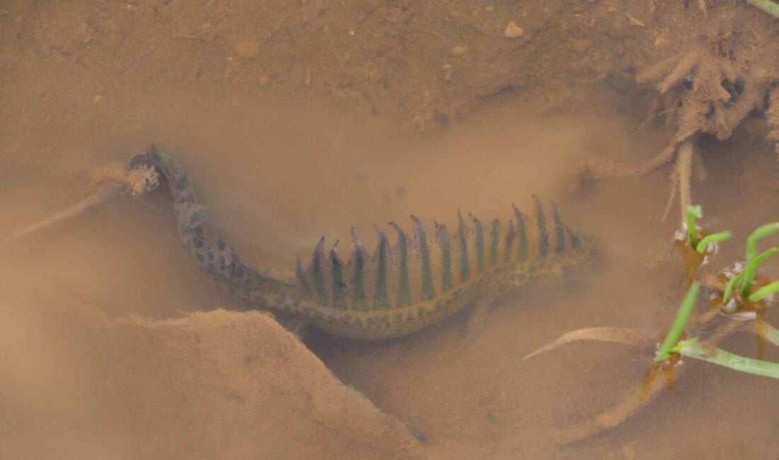 BURSA’DA BİR VATANDAŞIN DİKKATİ SONUCU SULAMA GÖLETİNDE ANADOLU ŞERİTLİ SEMENDERİ