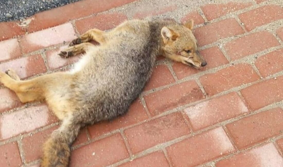 Sokak ortasında ölü tilki bulundu BURSA'NIN İNEGÖL İLÇESİNDE KALDIRIM ÜZERİNDE BİR TİLKİ ÖLÜ HALDE BULUNDU.
