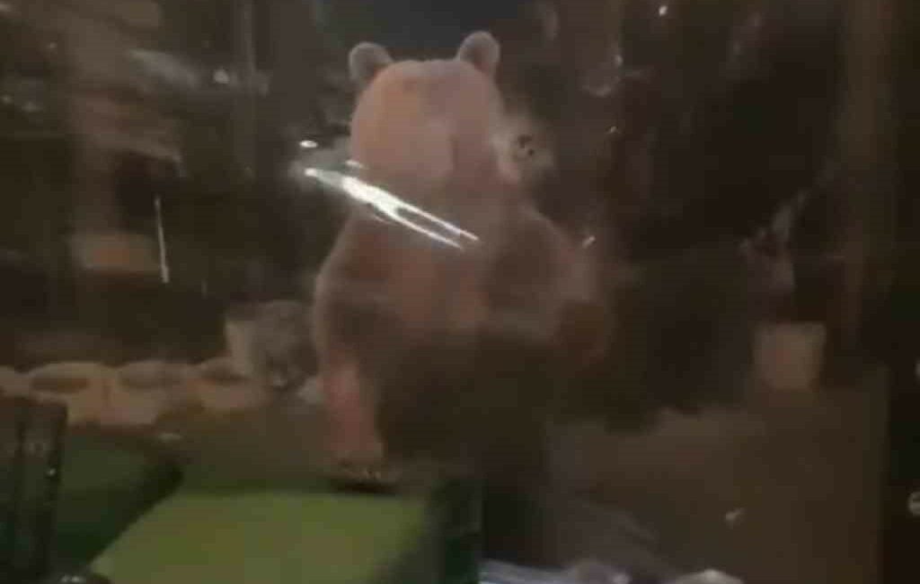 Uludağ’da aç kalan ayı işletmeye girmeye çalıştı ULUDAĞ'DA KIŞ UYKUSUNA YATMAYAN VE AÇ KALAN AYI AİLESİ BİR