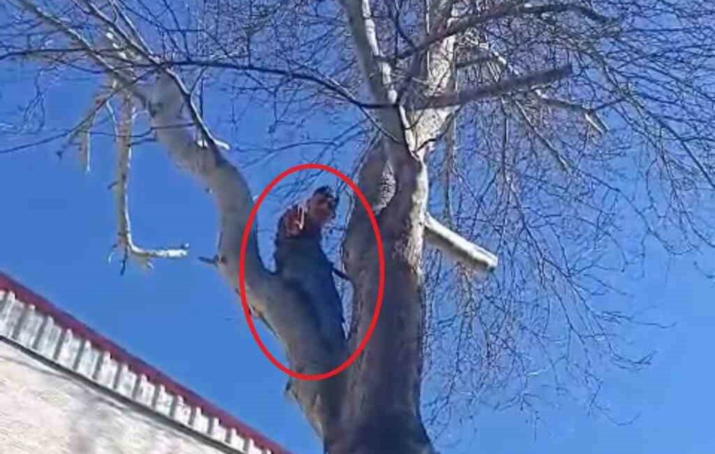 Bursa’da bir hırsız polisten kaçmak için ağaca tırmandı Bursa’nın Yıldırım ilçesinde, polisten kaçmak için ağaca tırmanan hırsız polise