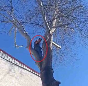 Bursa’da bir hırsız polisten kaçmak için ağaca tırmandı Bursa’nın Yıldırım ilçesinde, polisten kaçmak için ağaca tırmanan hırsız polise