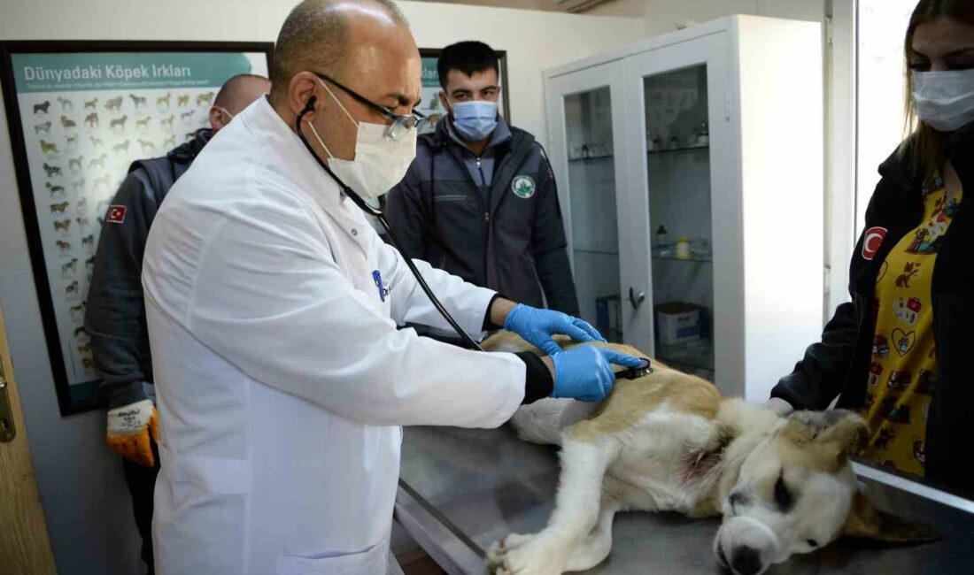 Bursa’nın Osmangazi ilçesinde, jiletli tel ile boynundan yaralanan köpek sağlığına