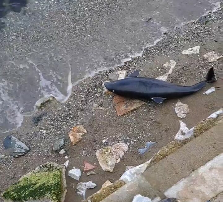 Bursa’da yavru yunus kıyıya vurdu Bursa’nın Mudanya ilçesinde, ölü bir yavru yunus kıyıya vurdu. Yavru