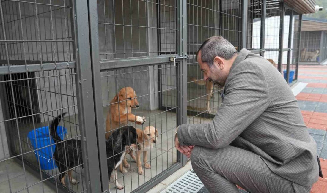 Gürsu Belediyesi 3 ayda 860 sokak hayvanına şifa dağıttı GÜRSU BELEDİYESİ’NİN ÖDÜLLÜ ÖRNEK PROJESİ HAYVAN BAKIM VE REHABİLİTASYON MERKEZİ