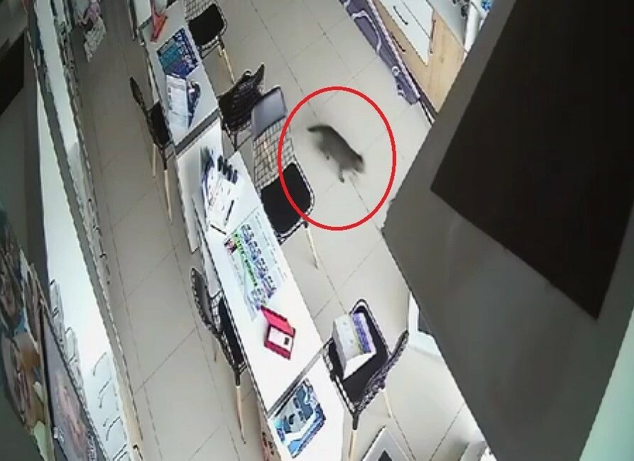 Bursa’da bir kedi tavandan gözlükçüye düştü Bursa'nın Osmangazi ilçesinde, bir kedi çöken tavandan gözlükçünün içine düştü.