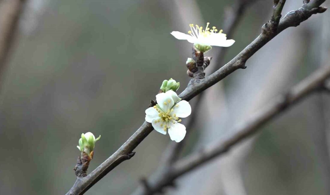 Bursa’da erik ağacı şubat ayında çiçek açtı Bursa'da, havaların mevsim normallerinin üzerinde seyretmesi nedeniyle bir erik ağacı