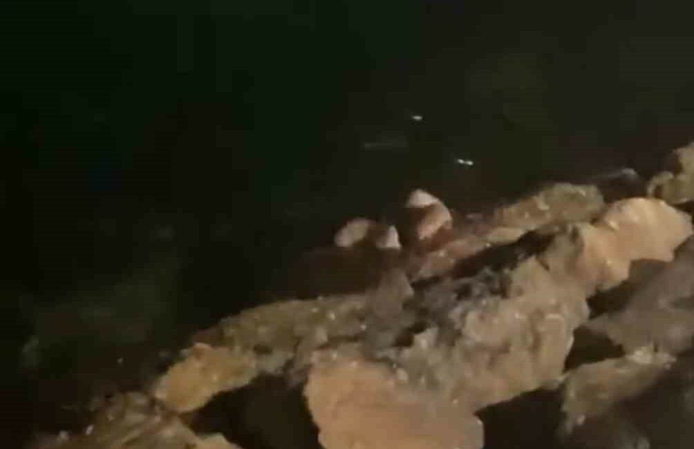 Bursa’nın Mudanya ilçesinde su samurları görüntülendi.