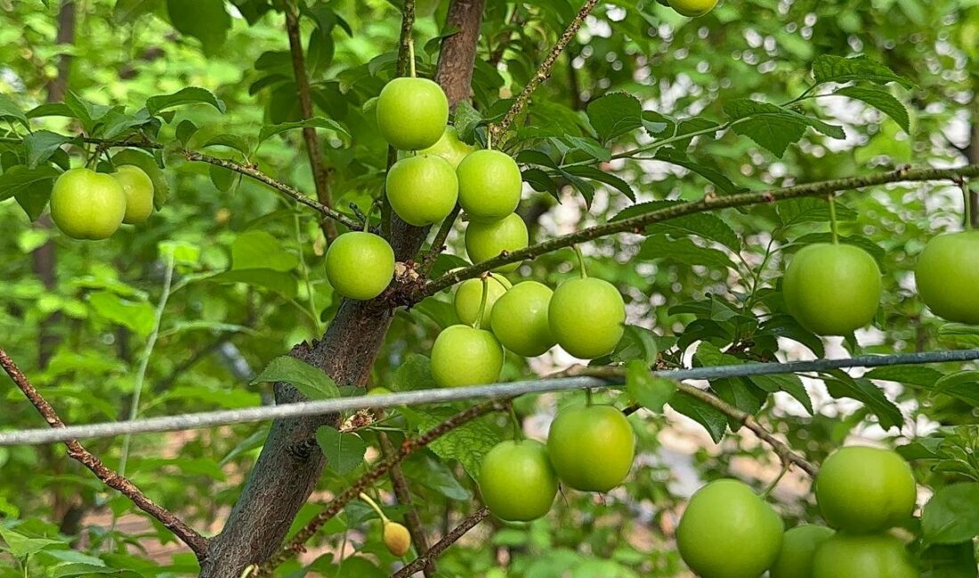 (Özel) Eriğin ilk hasadını yaptılar…Fiyatı altınla yarışıyor BURSA’DA TÜRKİYE’NİN EN ERKEN ERİK HASADI YAPILDI. ZİRAAT MÜHENDİSİ MUSTAFA