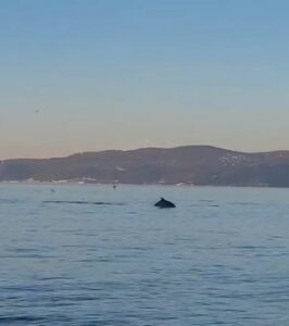 Bursa’da yunus balıklarından görsel şölen Bursa'nın Mudanya ilçesinde yüzen yunus balıkları, güzel görüntüler oluşturdu.