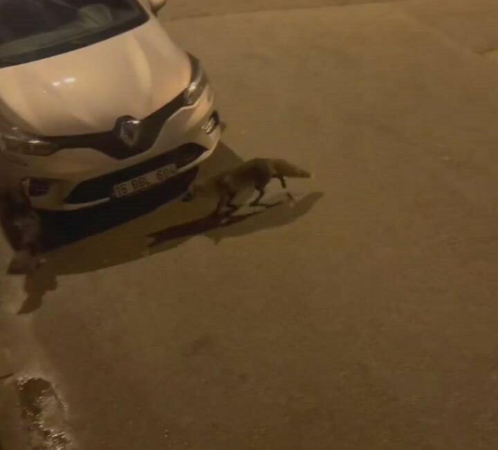 Bursa’da aç kalan tilki hindinin peşine düştü Bursa’da aç kalan bir tilki sokak arasında gördüğü hindinin peşine