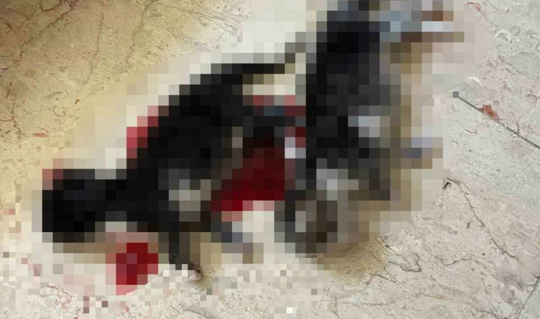 Bursa’nın İnegöl ilçesindeki bir sitede 6 yavru kedi başı kesilmiş,