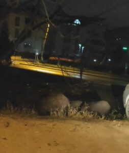 Bursa’da domuzlar şehir merkezinde yiyecek aradı Bursa’da aç kalan domuz sürüsü, şehir merkezine inerek yiyecek aradı.